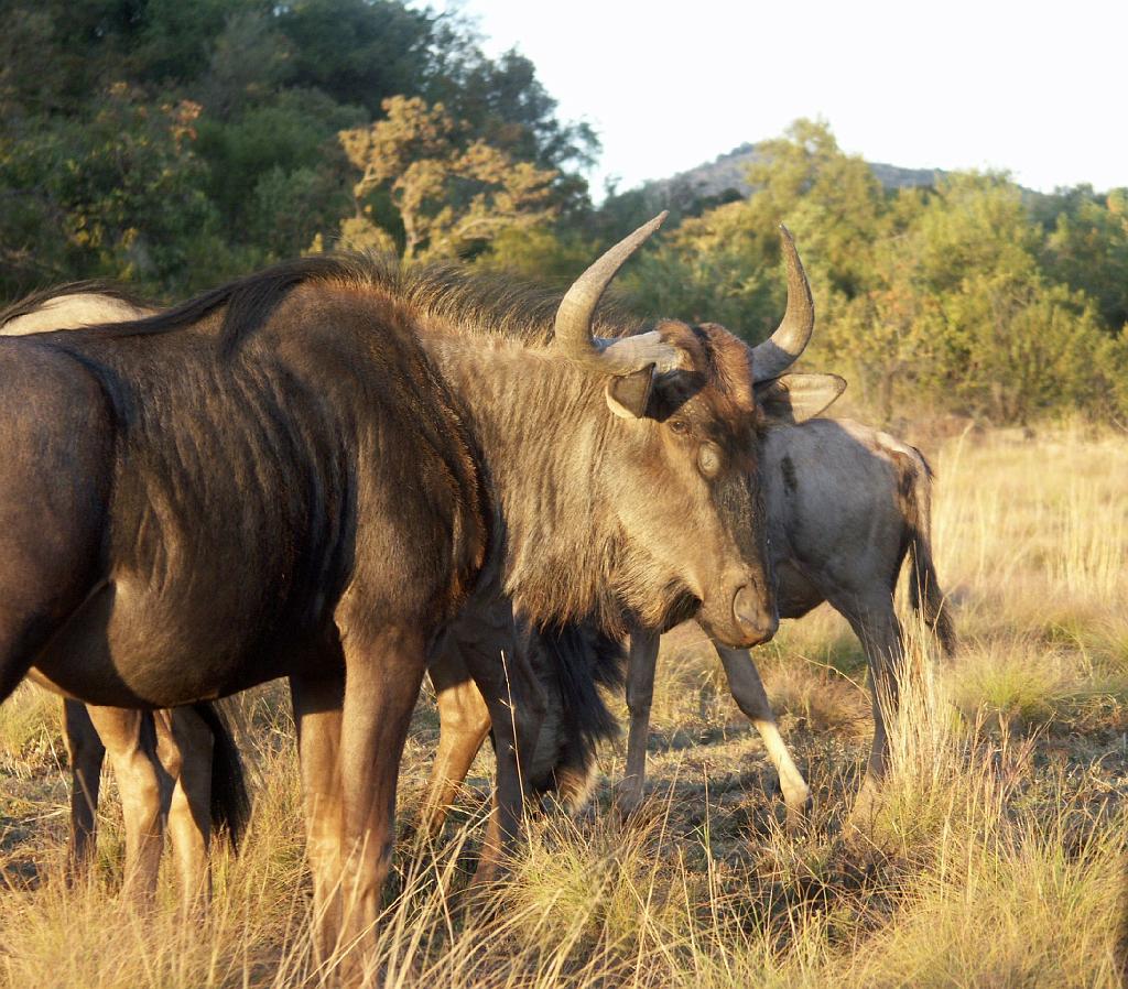 090516_Pilanesberg 323.jpg